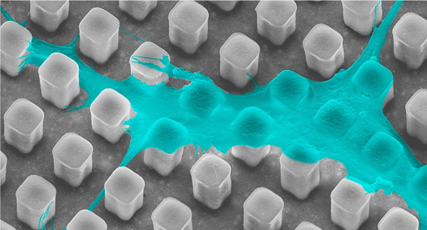 The image shows a cell spread on pillars