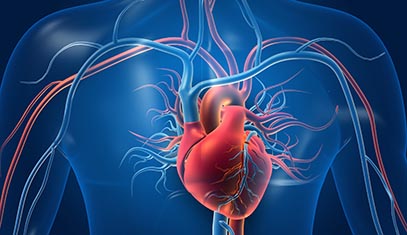 Blood vessels surrounding a heart